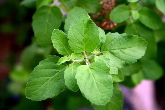 Holy basil leaves