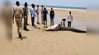 ಅಲೆಯ ಅಬ್ಬರಕ್ಕೆ ಗೋವಾ ಕಡಲ ತೀರಕ್ಕೆ ಬಂದು ಬಿದ್ದ ಶಾರ್ಕ್‌ ಮರಿ ಮೇಲೆ ಮೀನುಗಾರರ ಕ್ರೌರ್ಯ..!