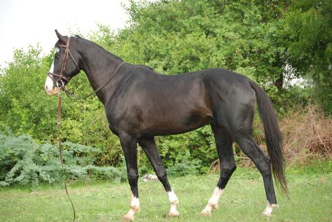 Marwari horse Pancha Kalyani