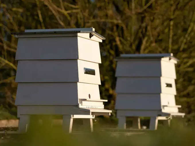​ब्रिटेन की मधुमक्खियों के संरक्षण में मदद