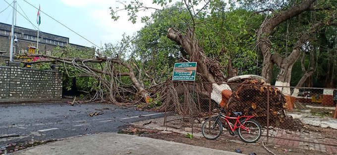 tree-falls