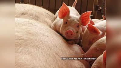 भारत में अफ्रीकी स्वाइन फ्लू का पहला मामला सामने आया, असम में 2,500 सूअरों की मौत