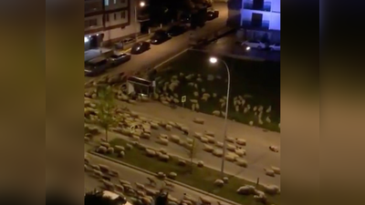 कोरोना वायरस लॉकडाउन, तुर्की के समसुन शहर पर भेड़ों ने किया कब्‍जा
