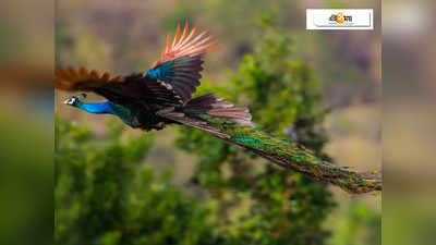 রণথম্বোরে উড়ে বেড়াচ্ছে ময়ূর, দুর্লভ ভিডিয়োয় মুগ্ধ নেটপাড়া