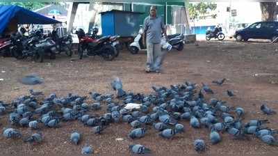 ಪಾರಿವಾಳ ಪ್ರೀತಿಯ ಹಸ್ಮುಖ್ ಭಾಯಿ, ಪ್ರತಿದಿನ ಬೆಳಗ್ಗೆ ಶ್ವಾನಗಳಿಗೆ ನೀರು, ಇರುವೆಗಳಿಗೆ ಆಹಾರ ಹಾಕುವ ಕಾಯಕ ಯೋಗಿ