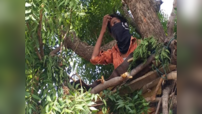 ಮನೆಗೆ ಮರಳಿ ಬಂದು ಮರವೇರಿ ಕ್ವಾರಂಟೈನ್‌ಗೆ ಗುರಿಯಾದ  ವಲಸೆ ಕಾರ್ಮಿಕ!