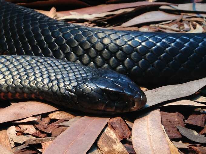 ​ಕಪ್ಪು ಹಾವು