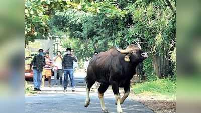 ಮಂಗಳೂರಿನಲ್ಲಿ ಮತ್ತೊಂದು ಕಾಡುಕೋಣ ಪ್ರತ್ಯಕ್ಷ ! ರಾತ್ರಿಯಿಂದಲೇ ಕೂಂಬಿಂಗ್‌