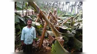 വേനൽ മഴ; വയനാട്ടിൽ നശിച്ചത് മൂന്നര ലക്ഷത്തിലധികം വാഴകൾ, കര്‍ഷകര്‍ക്ക് നൂറ് കോടിയുടെ നഷ്ടം