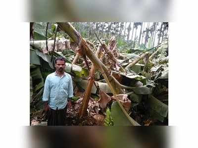 വേനൽ മഴ; വയനാട്ടിൽ നശിച്ചത് മൂന്നര ലക്ഷത്തിലധികം വാഴകൾ, കര്‍ഷകര്‍ക്ക് നൂറ് കോടിയുടെ നഷ്ടം