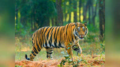 सुंदरवन में बढ़ा बाघों का कुनबा, 88 से बढ़कर 96 हुए रॉयल बंगाल टाइगर