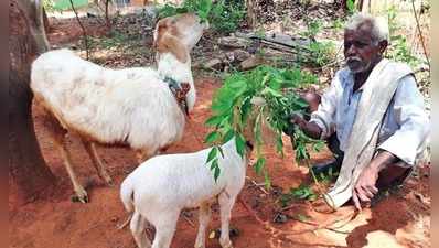 ಕುಡಿತದ ಚಟ ಬಿಟ್ಟು ಕುರಿಗಾಹಿಯಾದ: ಮದ್ಯ ನಿರ್ಬಂಧ ತಂದ ಸಕಾರಾತ್ಮಕ ಬದಲಾವಣೆ