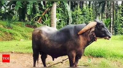 നേർച്ച പോത്തിനെ കള്ളൻ കട്ടു, ഒടുവിൽ കള്ളന് സംഭവിച്ചത്...