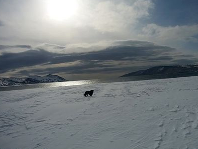 मिसाल: समुद्री बर्फ के बीच दो महीने तक मालिक का इंतजार करता रहा वफादार कुत्‍ता