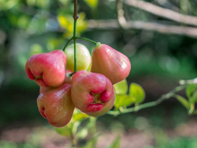 Rose apple on a natural tree