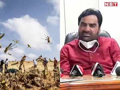 Locust Attack: नागौर सांसद हनुमान बेनीवाल ने टिड्‌डी हमले का Video ट्वीट कर बताई हकीकत