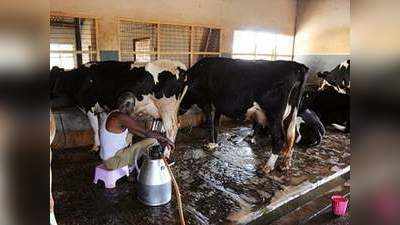लॉकडाउन में भी करोड़ों दूध उत्पादक किसानों की दिक्कतें ऐसे हो रहीं दूर