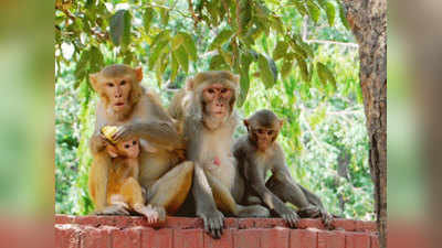 गाजियाबाद में तीन बंदरों के मुंह से निकला झाग...फिर मौत, लोगों की बढ़ गई टेंशन