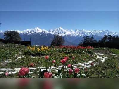 Stunning Tulip Garden : ಸುಂದರ ಟುಲಿಪ್ ಹೂಗಳಿಂದ ನಳನಳಿಸುತ್ತಿದೆ ಮುನ್ಸಿಯಾರಿ