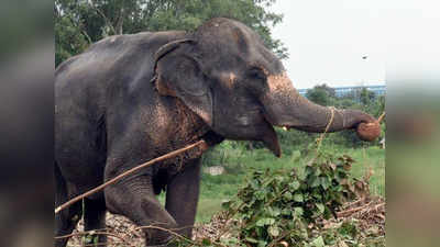 चित्रकूट में कुख्यात डकैत ददुआ के हाथी ने फैलाई दहशत