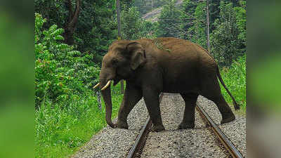 डकैत ददुआ के हाथी ने चित्रकूट में फैलाई दहशत