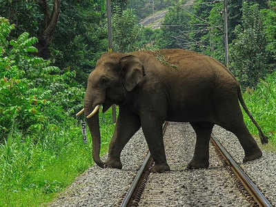 डकैत ददुआ के हाथी ने चित्रकूट में फैलाई दहशत