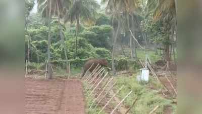 ஊரடங்கு எனக்கு இல்லை... அராஜகம் செய்யும் காட்டு யானை!