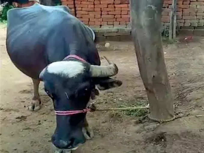 കന്നുകാലികളെ കെട്ടിയിടുന്നതിവിടെ