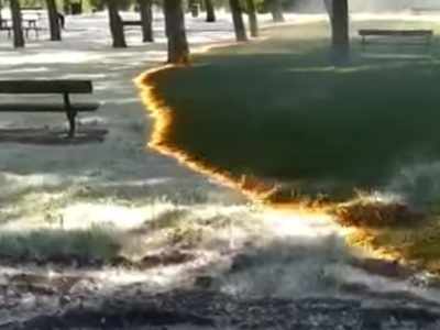 पार्क में घास को बिना छुए जलती रही आग, विडियो वायरल