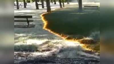 पार्क में घास को बिना छुए जलती रही आग, विडियो वायरल