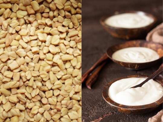 fenugreek hair loss, Hair Fall Remedy: नहाने से 1 घंटे पहले लगाएं मेथी Hair Pack, बालों का झड़ना और गंजापन होगा दूर - homemade fenugreek powder olive oil and curd hair pack fenugreek hair loss, Hair Fall Remedy: नहाने से 1 घंटे पहले लगाएं मेथी Hair Pack, बालों का झड़ना और गंजापन होगा दूर - homemade fenugreek powder olive oil and curd hair pack