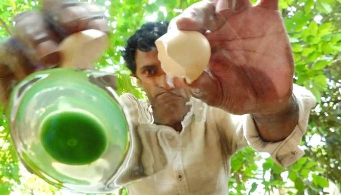 Green Egg Kerala