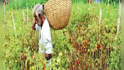 जिल्ह्यातील भाजी उत्पादकांना फटका