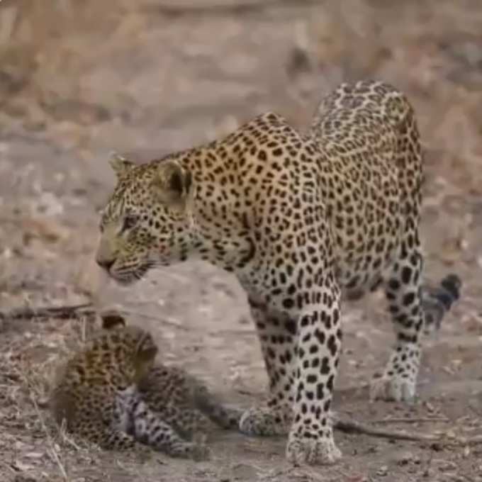 ತಾಯಿಯ ಮಮತೆ...