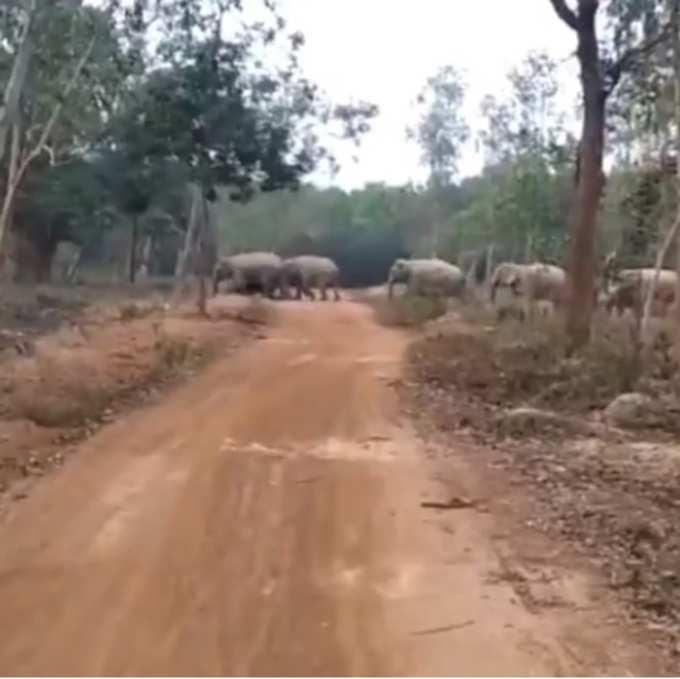 ಆನೆಗಳ ಶಿಸ್ತಿನ ನಡಿಗೆ...