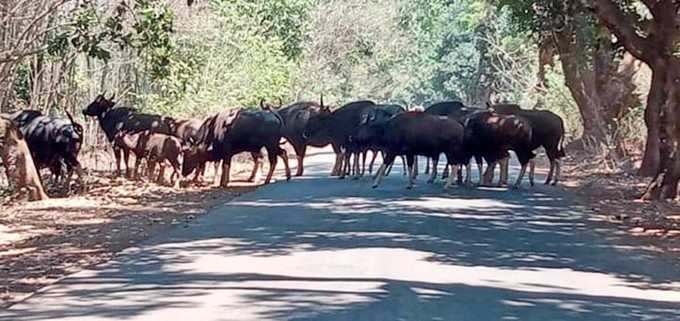 ​ಶಿವಮೊಗ್ಗವೀಗ ಕಾಡುಕೋಣಗಳ ನೆಲೆವೀಡು