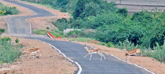 ​ಜಿಂಕೆ ಜಂಪ್‌