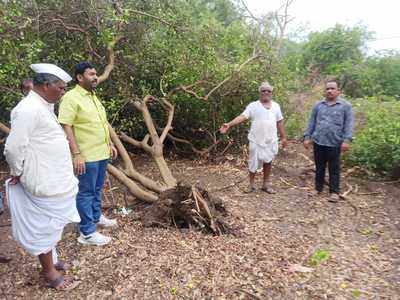 ಬಿರುಗಾಳಿಗೆ ನೆಲ ಕಚ್ಚಿದ ನಿಂಬೆ ಗಿಡಗಳು