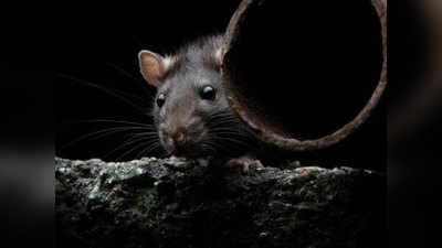 उंदरांपासून माणसांमध्ये विषाणूंचा फैलाव; ११ रुग्ण आढळले