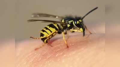 मधुमक्खी के काटने पर इन घरेलू तरीकों से करें उपचार