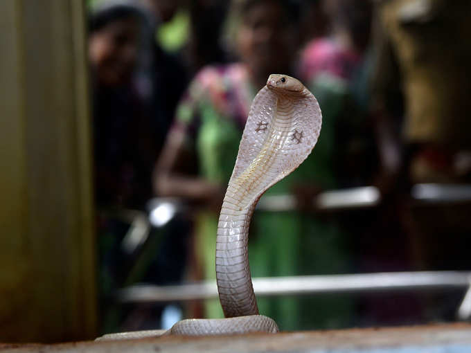 सोलापुर जिले में है शेतफल