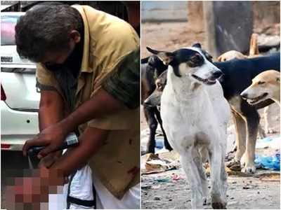 നെടുങ്കണ്ടത്ത് തെരുവുനായ ആക്രമണം; വീട്ടമ്മയ്ക്കും ഓട്ടോ ഡ്രൈവർക്കും പരിക്ക്