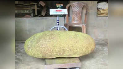 केरल: किसान ने उगाया 51 किलो का कटहल, गिनीज वर्ल्ड रेकॉर्ड पर नजर