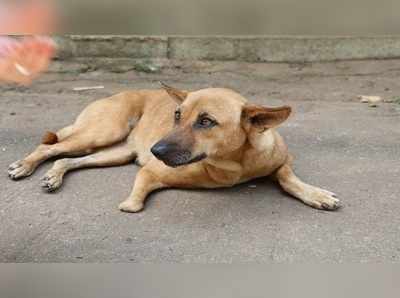 গাড়িতে আঁচড়, চড়ে বসে থাকার অপরাধে গুলিতে খুন হল পথকুকুর!