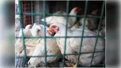 भोपालः मुर्गों का शौक पड़ा भारी, 3 पुलिसकर्मी सस्पेंड