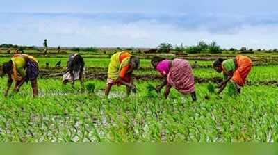 লকডাউনে অর্থনীতির সহায় হতে পারে কৃষি