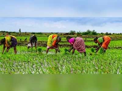 লকডাউনে অর্থনীতির সহায় হতে পারে কৃষি