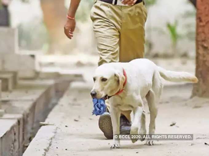 രോഗങ്ങളെ മനസ്സിലാക്കാൻ നായ്ക്കൾക്ക് സാധിക്കും