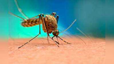 राष्ट्रीय डेंगू दिवस 2020: कोरोना की तरह डेंगू की वेक्सीन भी नहीं हुई तैयार, हर साल होती हैं करोड़ों मौत