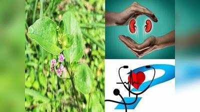 Punarnava Benefits In Hindi : एक गिलास पानी में मिलाकर पिएं पुनर्नवा पाउडर , इन रोगों का है रामबाण इलाज